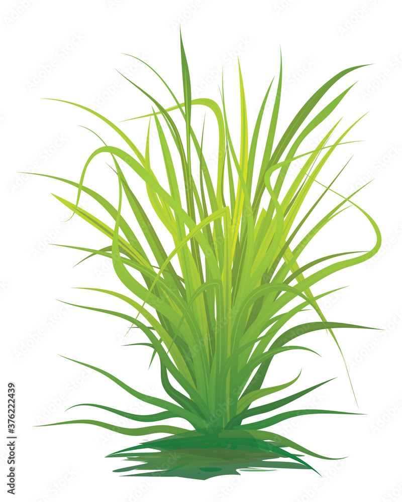 isolated green lemon grass on white background vector design Stock