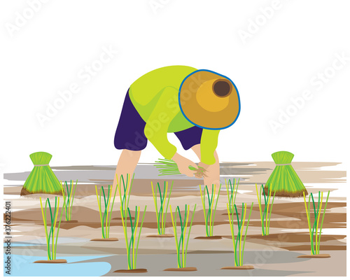 farmer transplant rice seeding vector design
