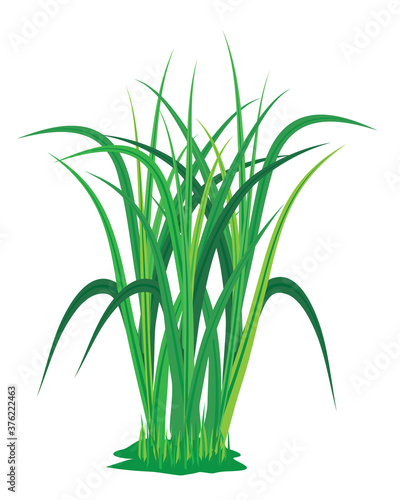 isolated green lemon grass on white background vector design