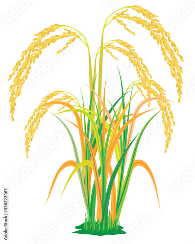 isolated rice plant on white background vector design
