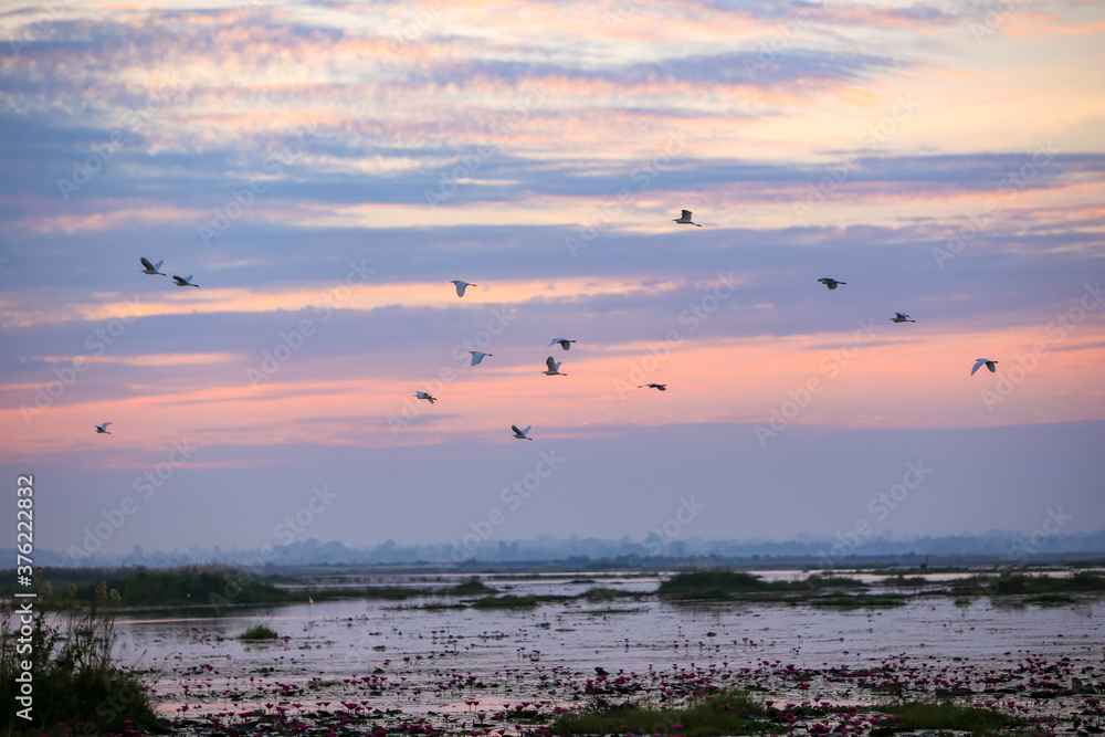Morning reservoir in Thailand Beautiful morning view The red lotus sea of thailand Morning reservoir in Thailand Beautiful morning view The red lotus sea of thailand