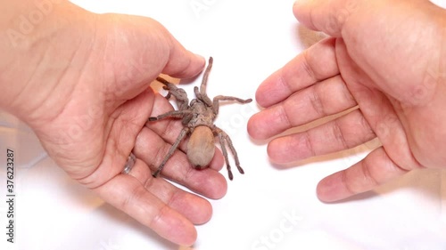 Tarantula , spider on white back ground
handling wild tarantula 
close up female of Spider
Females can live up to 25 years
tarantula fangs, insect, insects, bugs, bug, animals animal photo