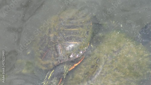 Close up of turtle swimming through the water