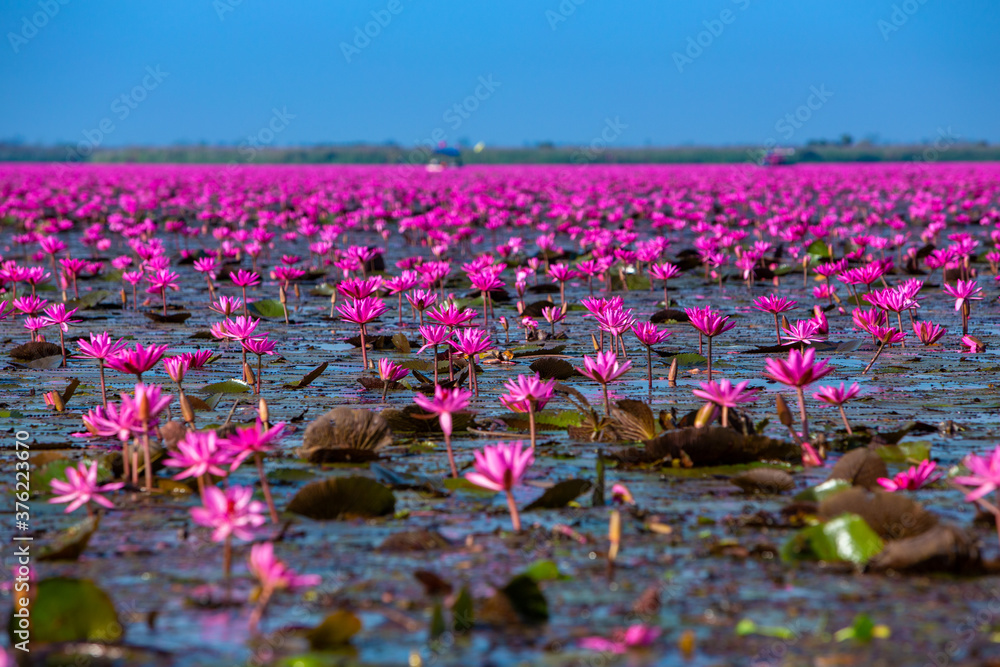 Red Lotus Sea, beautiful tourist attraction of Thailand Red lotus lake Stock Photo | Adobe Stock