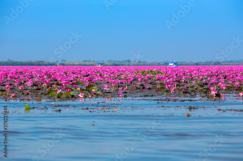 Sea of red lotus whit blue sky , Red lotus sea in Udon Thani, Thailand.