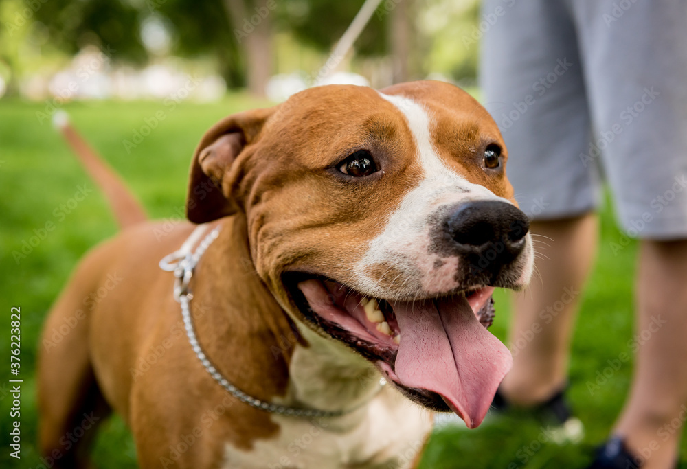 Portrait of cute american staffordshire terrier at the park. Portrait of cute american staffordshire terrier at the park.