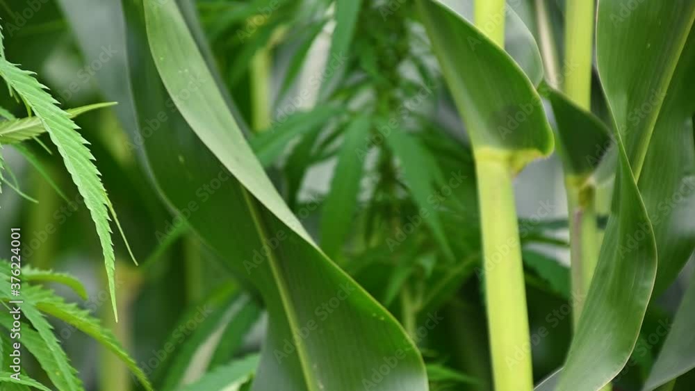 Hemp plant outdoor with corn leaves in blurred background. Growing herbal alternative medicine. Industrial weed. Close up, macro, slow motion, shallow depth of field Hemp plant outdoor with corn leaves in blurred background. Growing herbal alternative medicine. Industrial weed. Close up, macro, slow motion, shallow depth of field