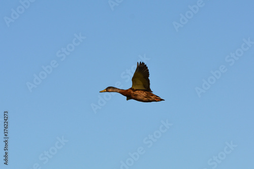 Female Mallard Duck in flight