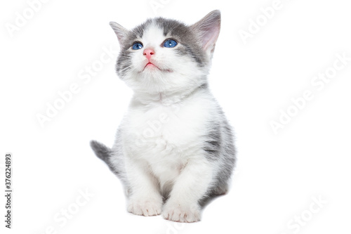 kitten on a white background..