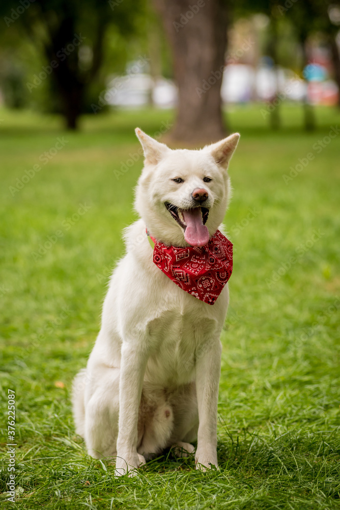 Portrait of cute white akita inu dog at the park.