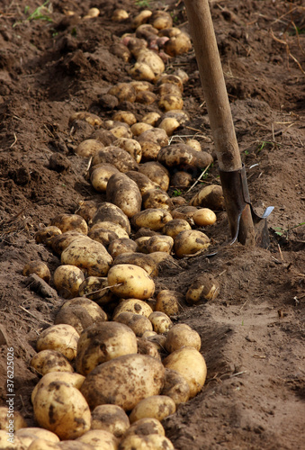 agricultural work on harvesting potatoes, bush with fruits of freshly dug potatoes on the ground