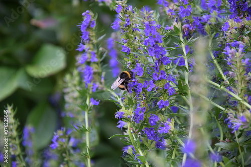 bee on a background of purple flowers