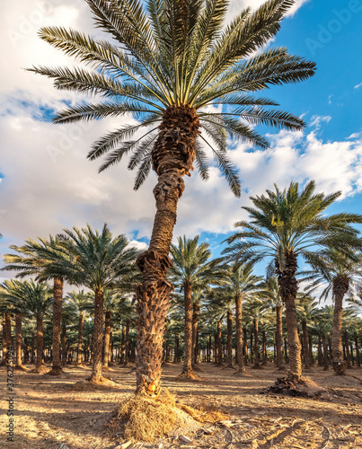 industrial plantation of date palms. Image depicts desert agriculture industry in the Middle East