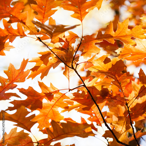 Autumn background with red oak tree foliage branch. Bright fall leaves close-up. Beautiful colorful autumn nature forest