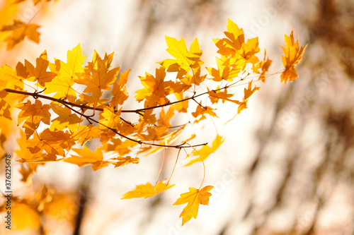 Yellow maple leaves background, autumn park sunny day. Beautiful golden fall nature landscape. Selective focus