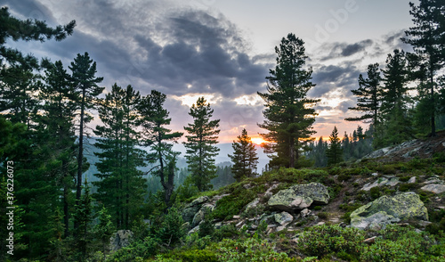 Beautiful sunset view in cedar forest in front of sayan mountain range, Khamar-daban mountein range, Siberia, Russia