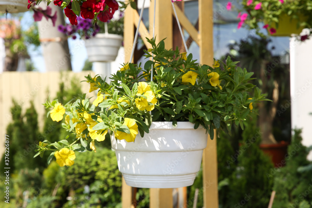 Beautiful petunia flowers in plant pot hanging outdoors