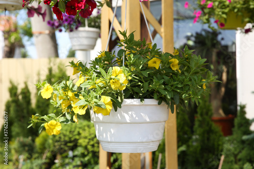 Beautiful petunia flowers in plant pot hanging outdoors