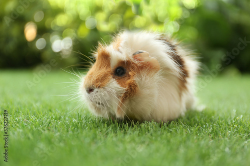 Cute guinea pig on green grass in park © New Africa