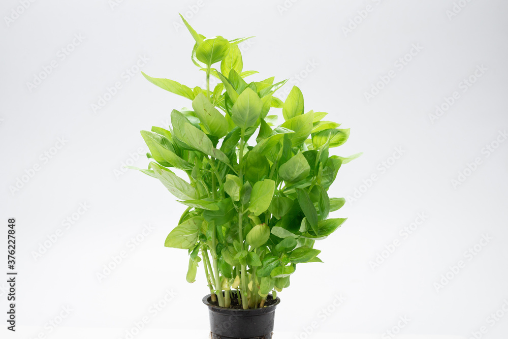 Basil in a pot isolated on white background. Basil in a pot isolated on white background.