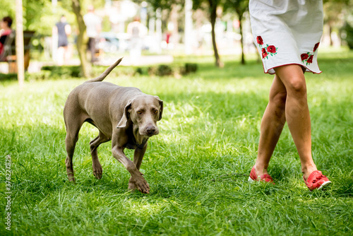 Fototapeta Naklejka Na Ścianę i Meble -  Owner walking with weimaraner dog breed at the park.