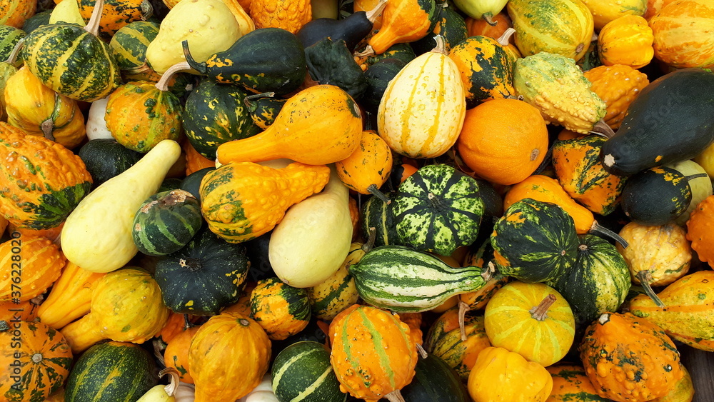 pumpkins on the market