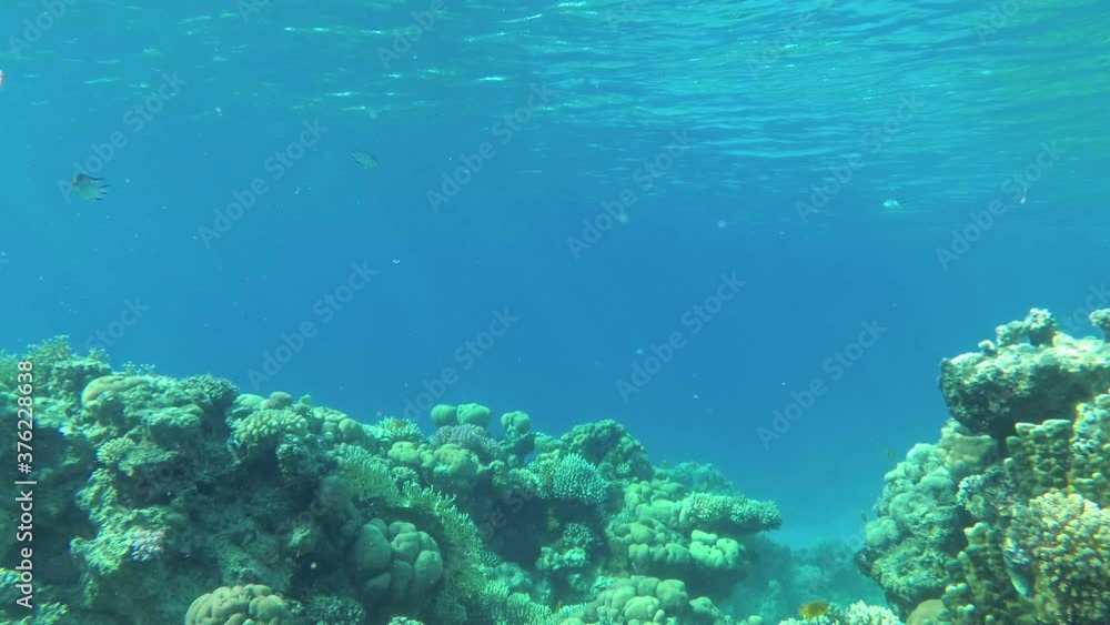 amazing coral reef amazing coral reef