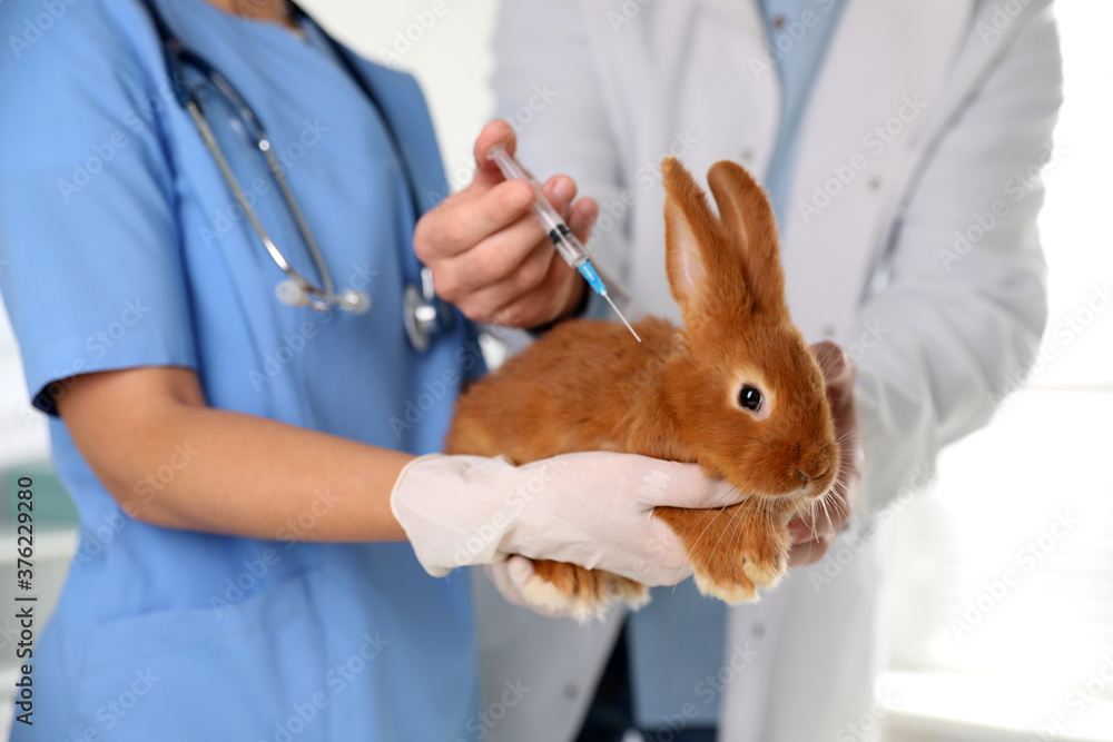 Professional veterinarians vaccinating bunny in clinic, closeup Professional veterinarians vaccinating bunny in clinic, closeup