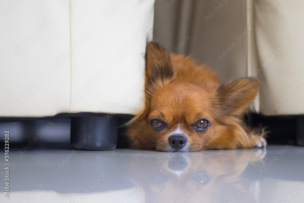 The chihuahua popped out of the gap between the chairs. The chihuahua popped out of the gap between the chairs.
