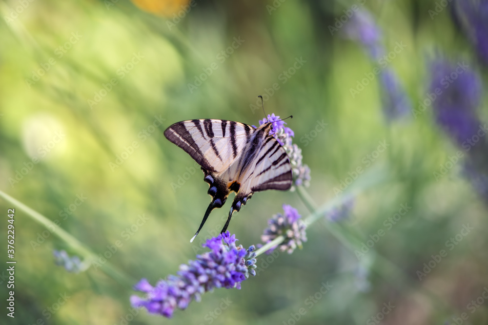 Beautiful butterfly Iphiclides Podalirius collects nectar on a sprig of lavender on a summer day Beautiful butterfly Iphiclides Podalirius collects nectar on a sprig of lavender on a summer day