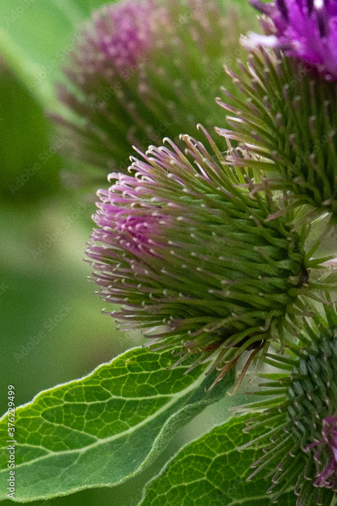 Closeup of Arctium minus, Common Burdock, showing the emerging purple sheaths and bracts of a cluster of purple flower heads, in Lansing, Michigan, USA Closeup of Arctium minus, Common Burdock, showing the emerging purple sheaths and bracts of a cluster of purple flower heads, in Lansing, Michigan, USA