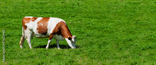 Gescheckte Kuh auf einer Weise