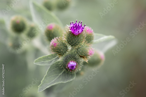 Arctium minus, Common Burdock, showing a cluster of purple flower heads opening among plentiful green bracts, and lower leaves, in Lansing, Michigan, USA