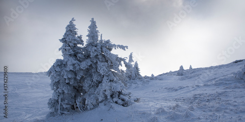 Verschneite Tannenbäume imWinter
