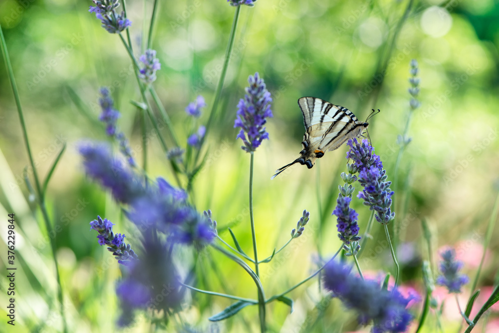 Beautiful butterfly Iphiclides Podalirius collects nectar on a sprig of lavender on a summer day Beautiful butterfly Iphiclides Podalirius collects nectar on a sprig of lavender on a summer day