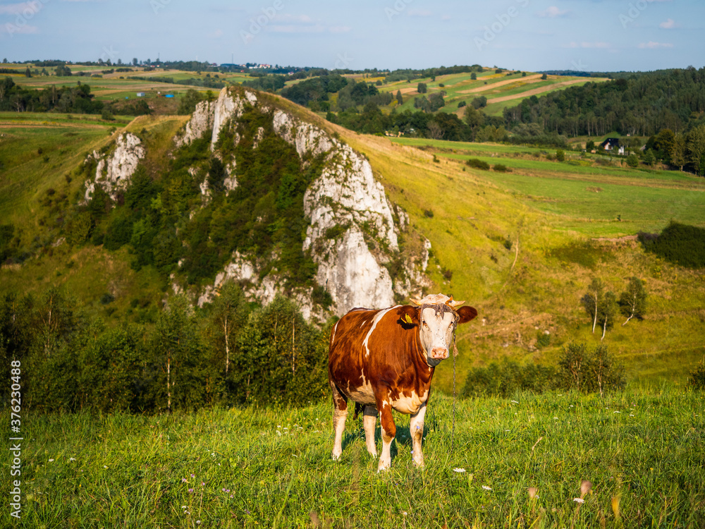 krowa, skała srokowa, racławice, jerzmanowice, małopolska,