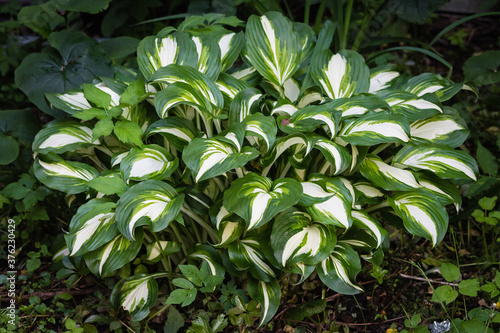 Fotografía green with white veins leaves of hosta