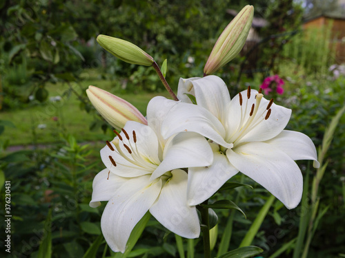White lily buds and flowers