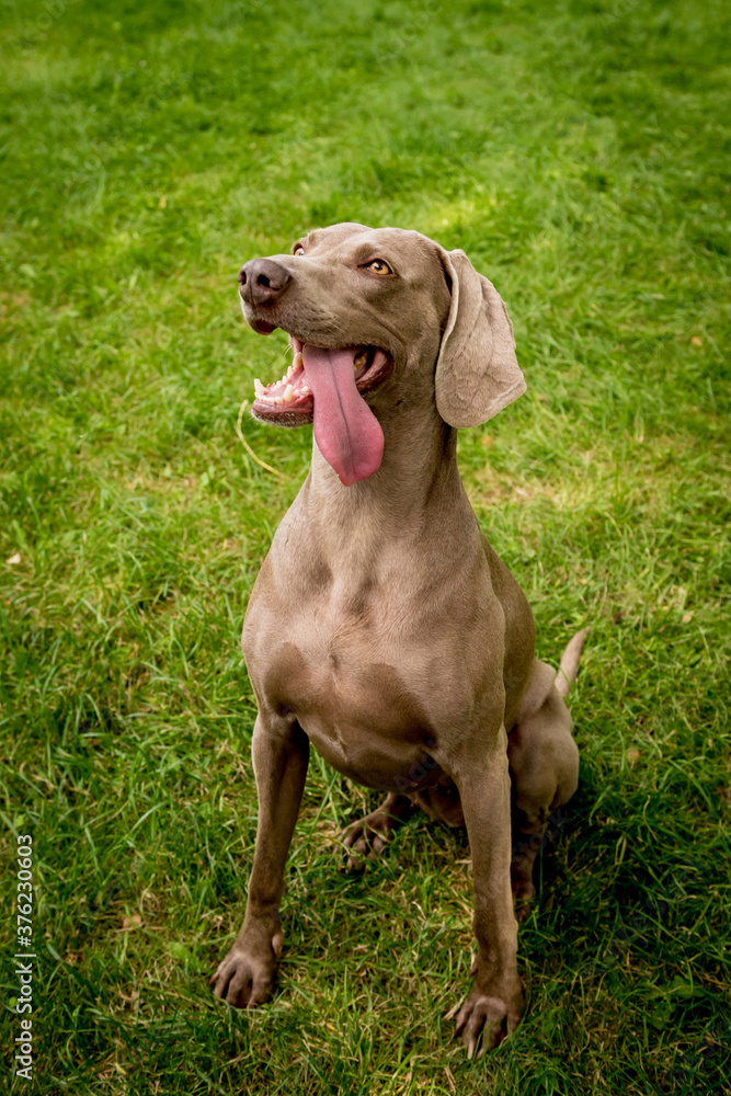 Portrait of cute weimaraner dog breed at the park. Portrait of cute weimaraner dog breed at the park.