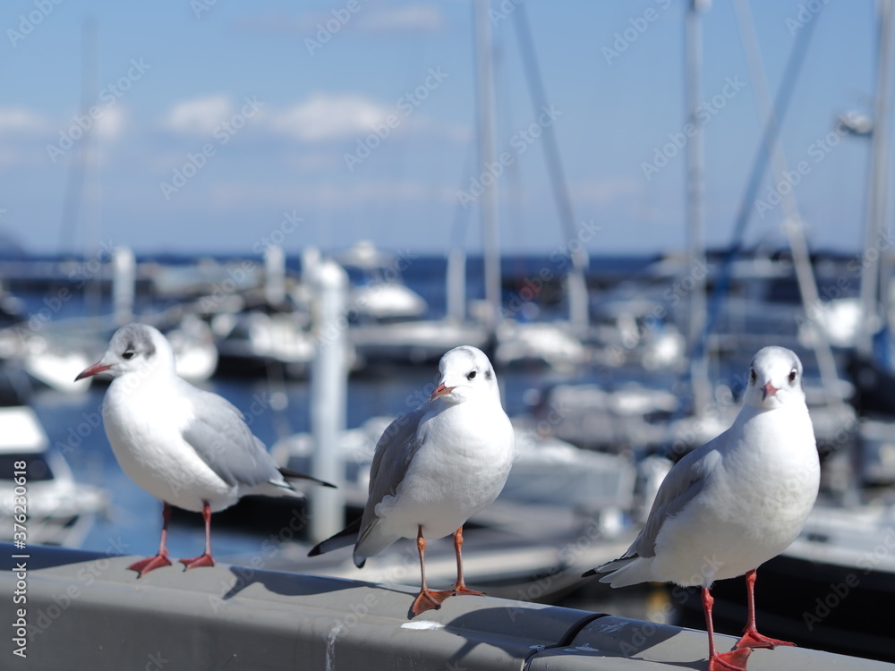 Obraz premium OLYMPUS DIGITAL CAMERA