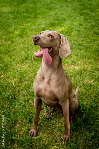 Portrait of cute weimaraner dog breed at the park. © romaset