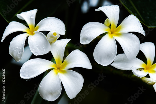 Beautiful plumeria flowers in the garden.