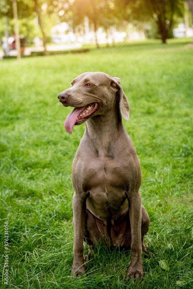 Portrait of cute weimaraner dog breed at the park. Portrait of cute weimaraner dog breed at the park.