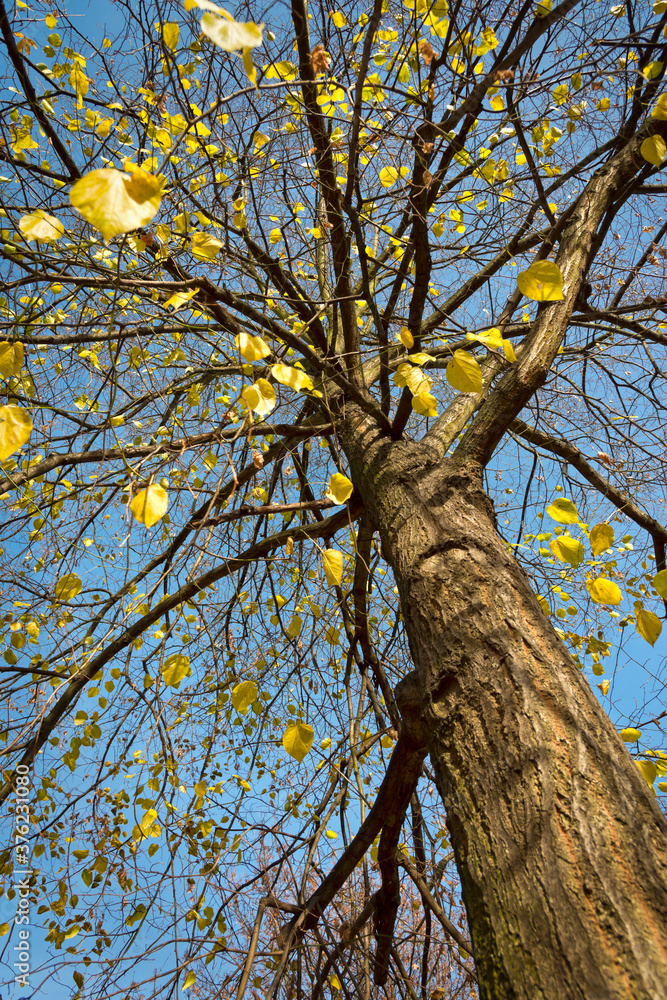 Fototapeta premium Herbstlicher Baum