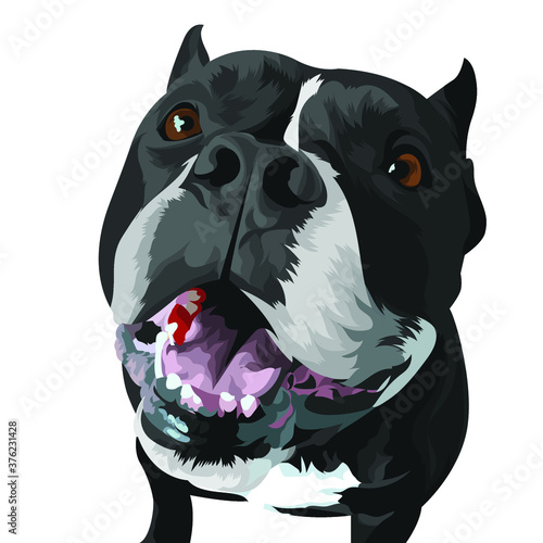 potrait of black and white bull terrier
