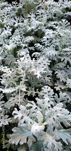 frost on grass