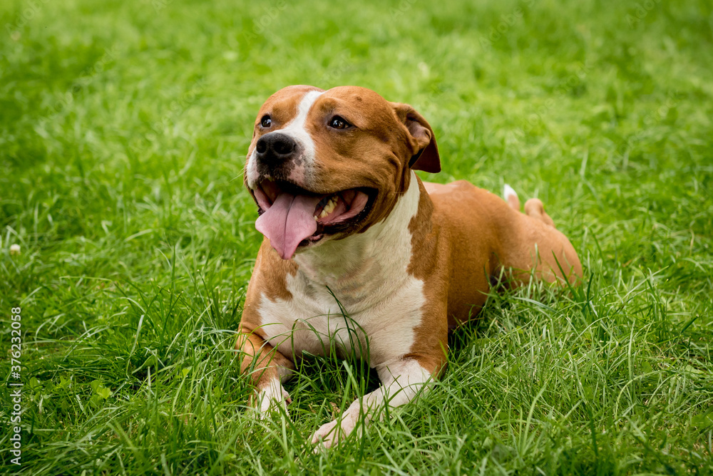 Portrait of cute american staffordshire terrier at the park. Portrait of cute american staffordshire terrier at the park.