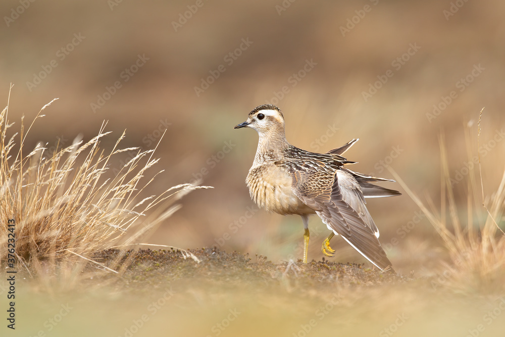A juvenile Eurasian dotterel (Charadrius morinellus) stretching and preening in the heather of the Netherlands. A juvenile Eurasian dotterel (Charadrius morinellus) stretching and preening in the heather of the Netherlands.
