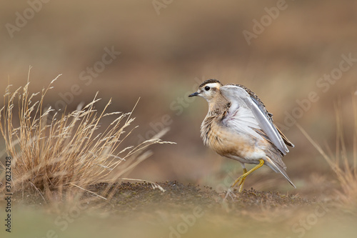 A juvenile Eurasian dotterel (Charadrius morinellus) stretching and preening in the heather of the Netherlands.