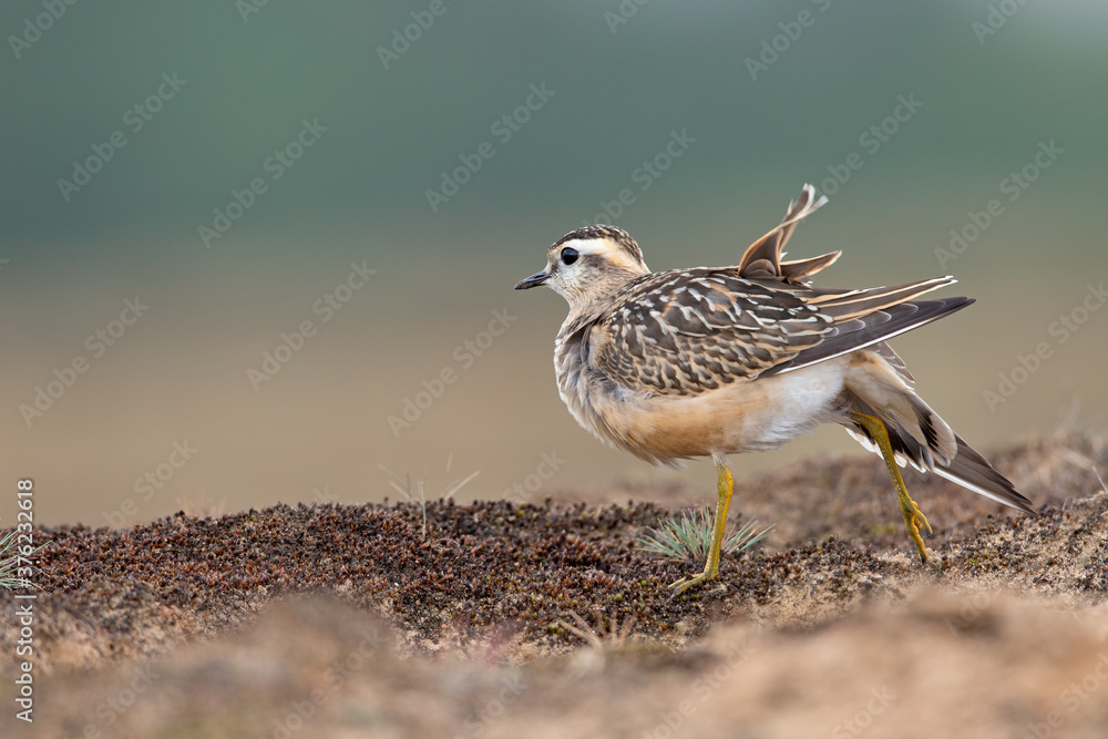 A juvenile Eurasian dotterel (Charadrius morinellus) stretching and preening in the heather of the Netherlands. A juvenile Eurasian dotterel (Charadrius morinellus) stretching and preening in the heather of the Netherlands.